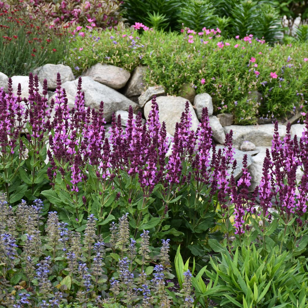 NetPS Plant Finder (www.netpsplantfinder.com)