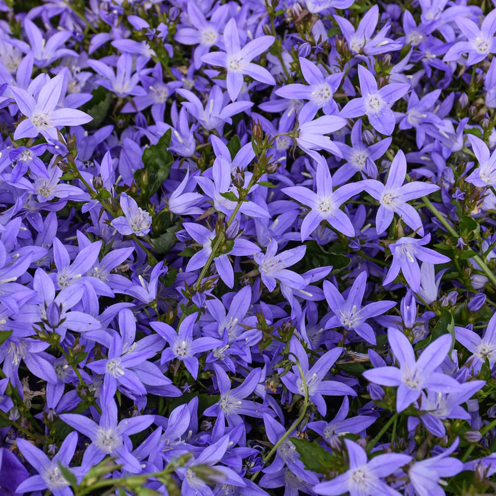 NetPS Plant Finder (www.netpsplantfinder.com)