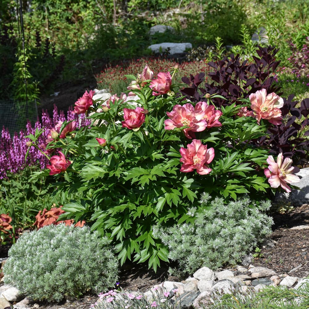 NetPS Plant Finder (www.netpsplantfinder.com)