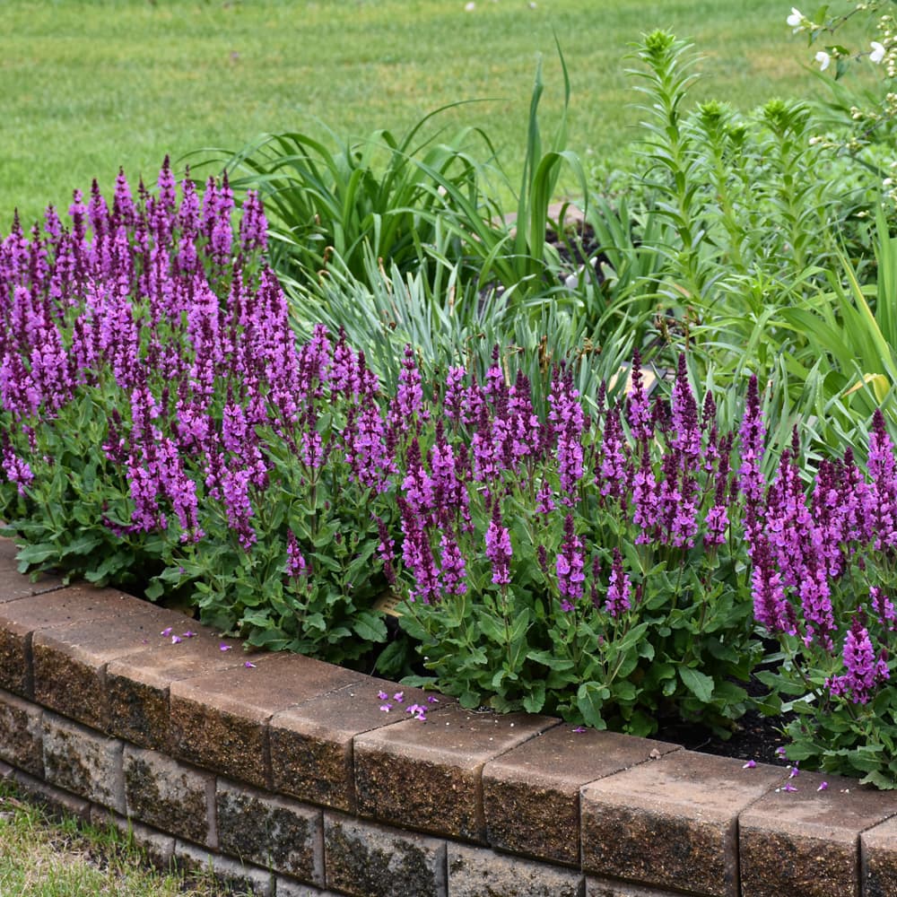 NetPS Plant Finder (www.netpsplantfinder.com)