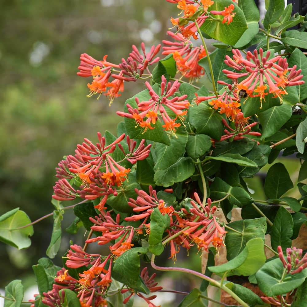 Honeysuckle Dropmore Scarlet