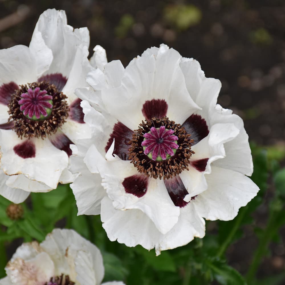 NetPS Plant Finder (www.netpsplantfinder.com)