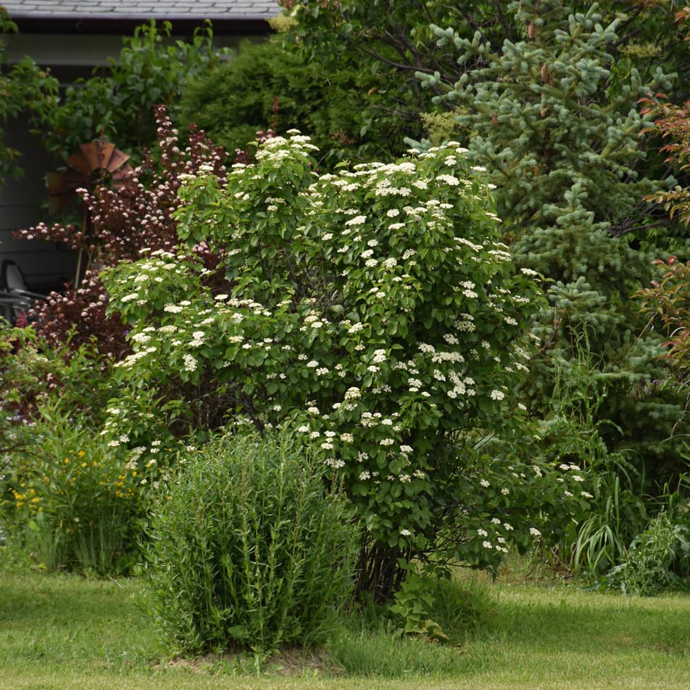 NetPS Plant Finder (www.netpsplantfinder.com)