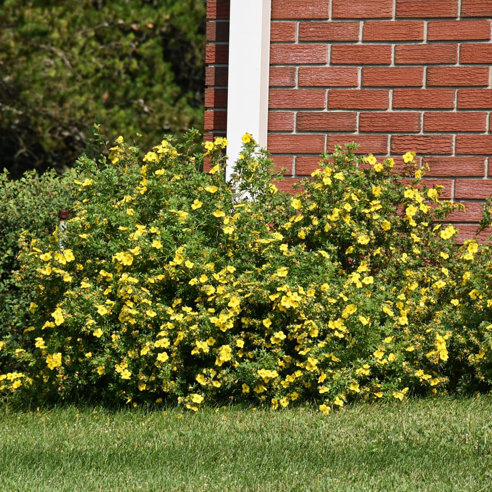 NetPS Plant Finder (www.netpsplantfinder.com)