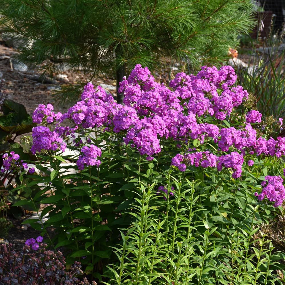 NetPS Plant Finder (www.netpsplantfinder.com)