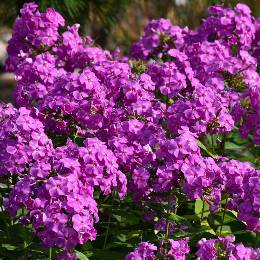 NetPS Plant Finder (www.netpsplantfinder.com)