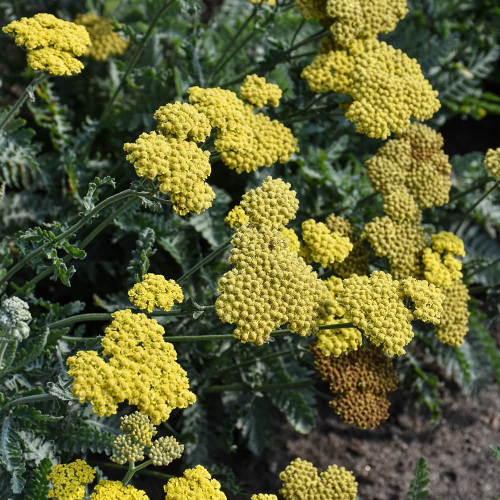 NetPS Plant Finder (www.netpsplantfinder.com)