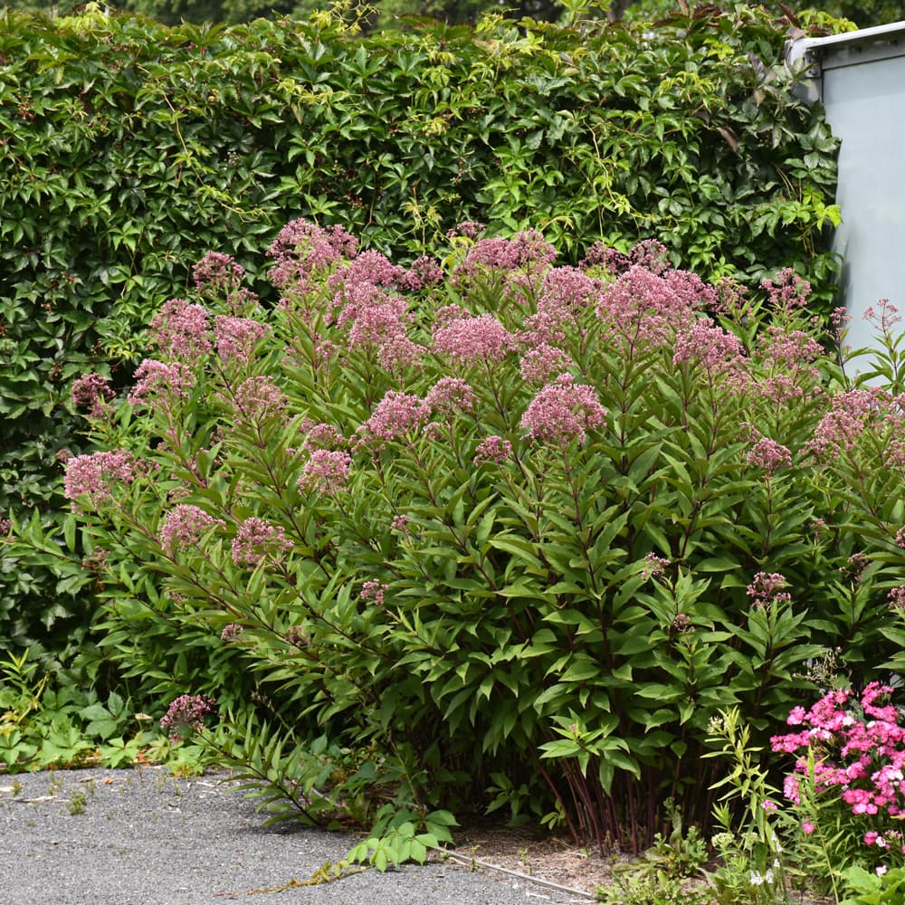 NetPS Plant Finder (www.netpsplantfinder.com)