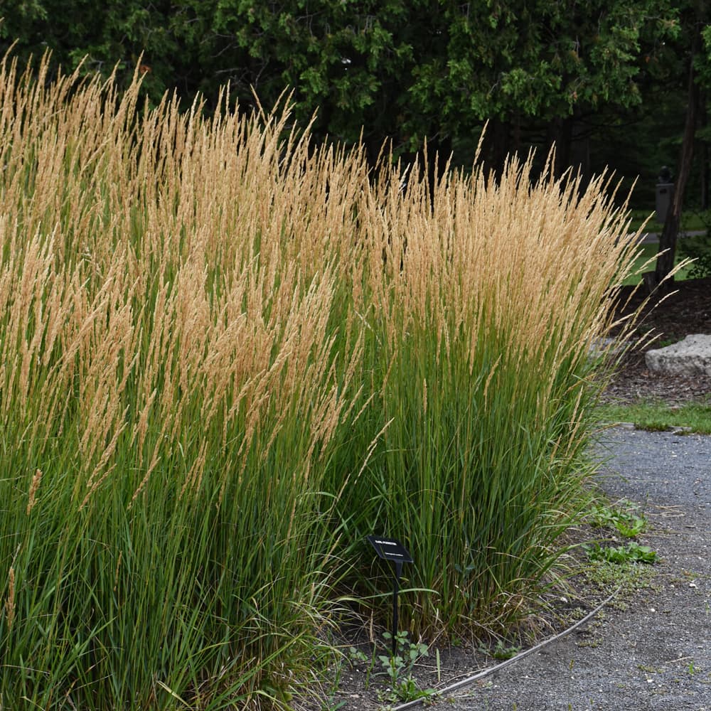 NetPS Plant Finder (www.netpsplantfinder.com)