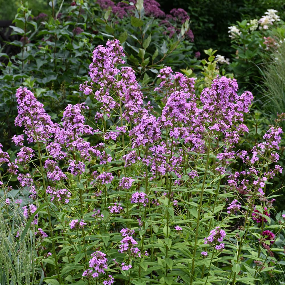 NetPS Plant Finder (www.netpsplantfinder.com)