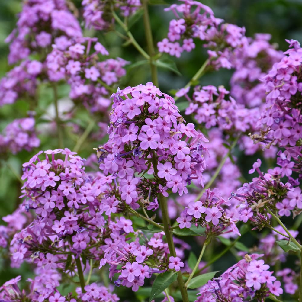 NetPS Plant Finder (www.netpsplantfinder.com)