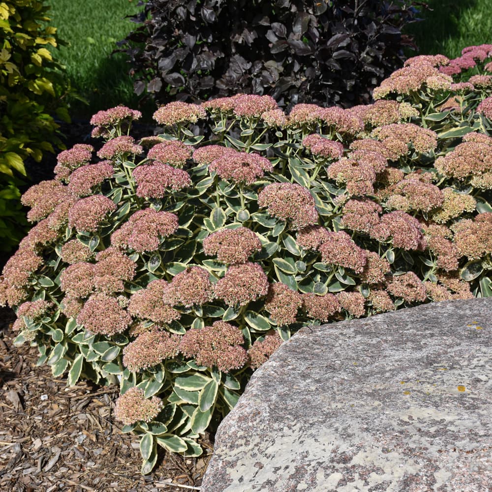 NetPS Plant Finder (www.netpsplantfinder.com)