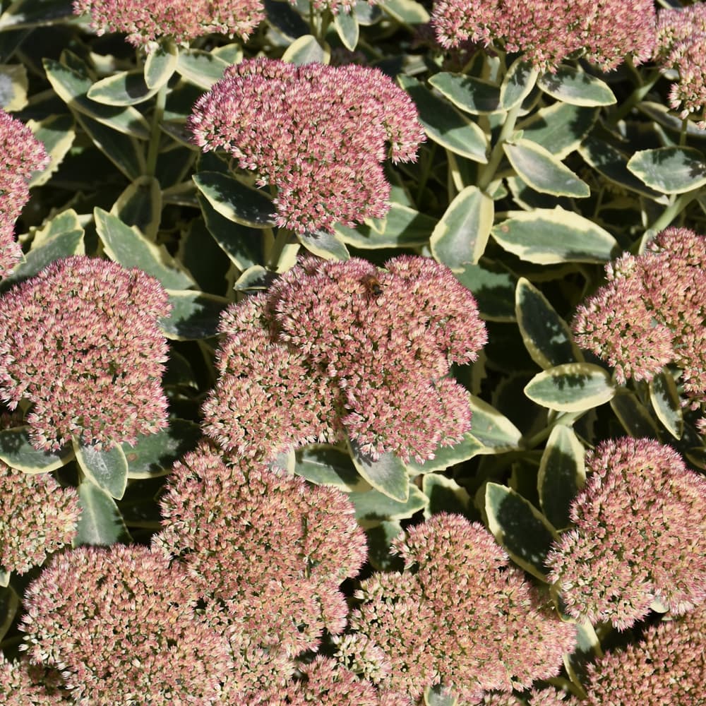 NetPS Plant Finder (www.netpsplantfinder.com)