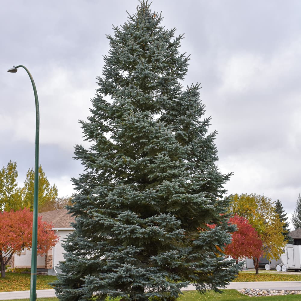 Spruce Colorado Blue