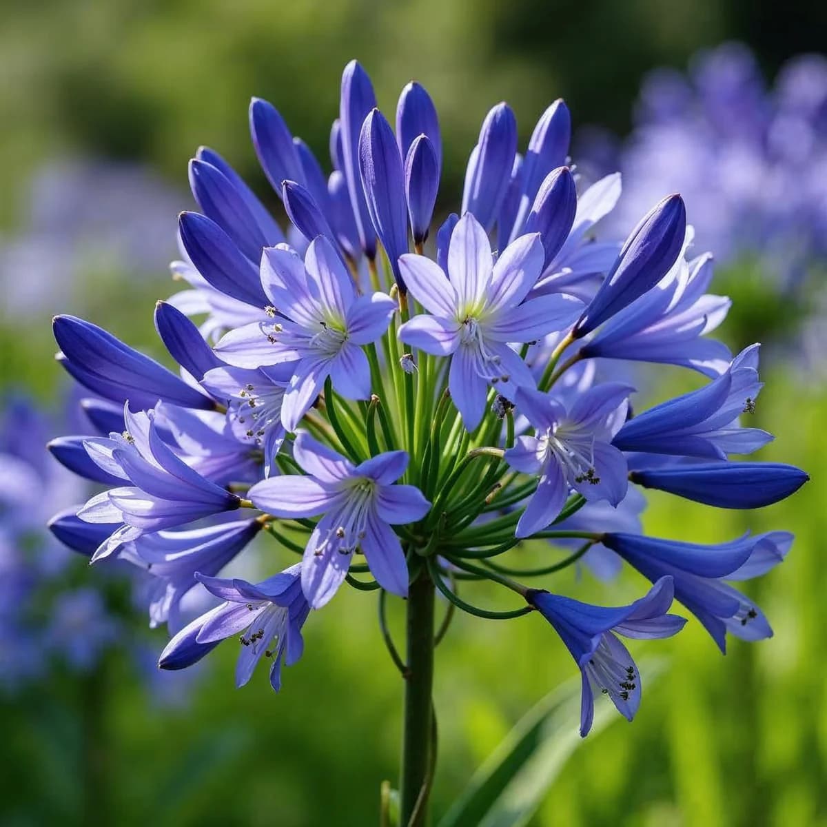 Tulbaghia Ash Garlic