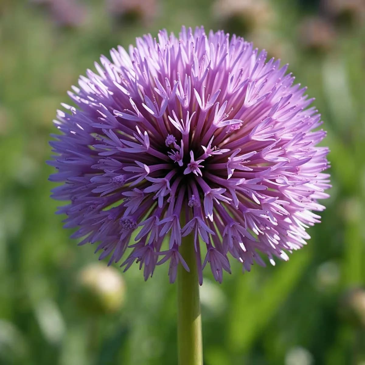Allium Summer Beauty