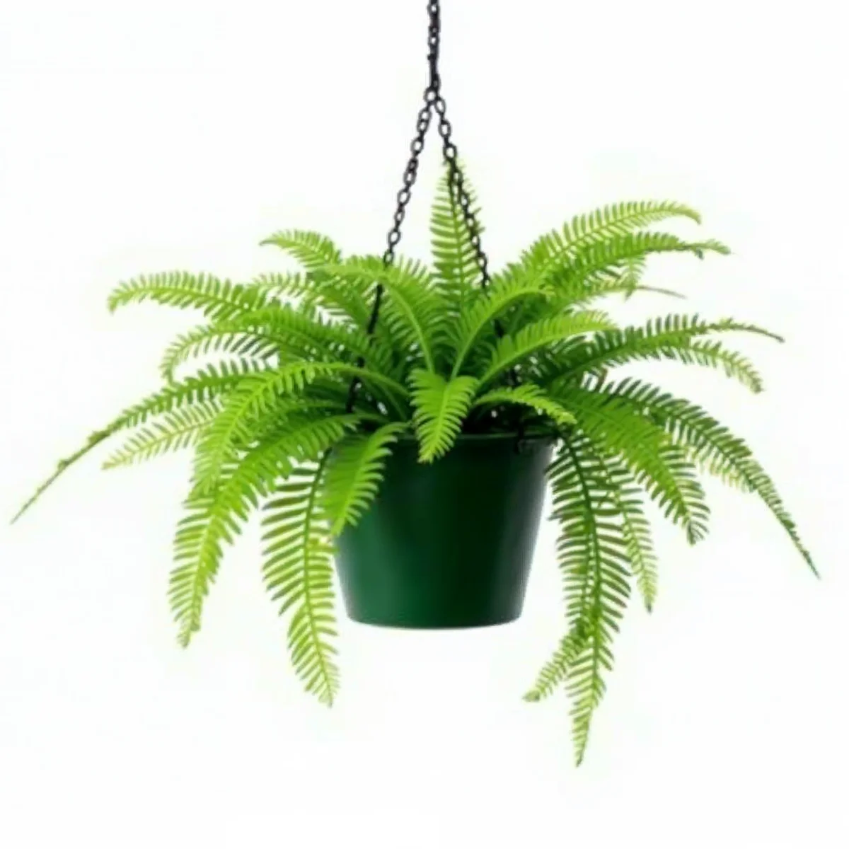 Boston Fern in hanging basket