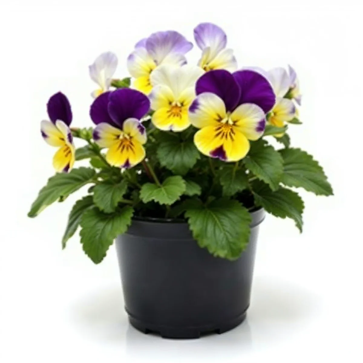 Annual Viola