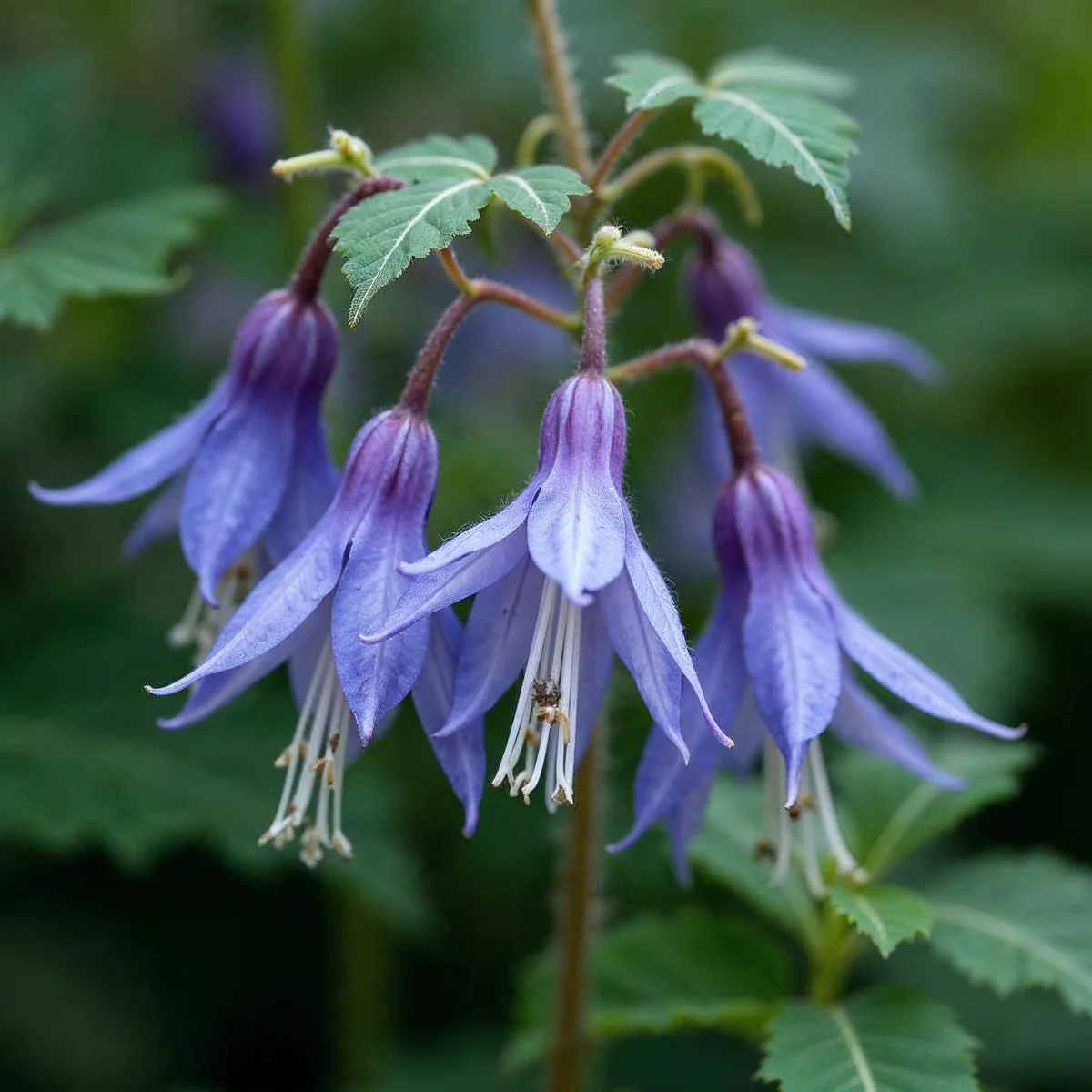 Aquilegia Early Bird Pur/bl