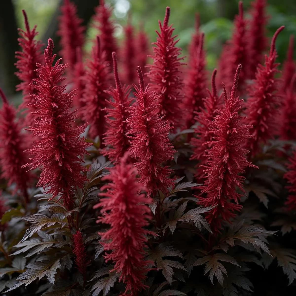 Astilbe Dark Side of Moon