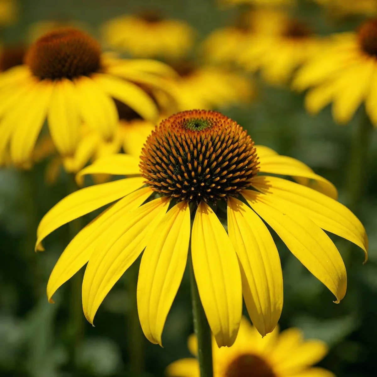 Echinacea Sombrero Lemon