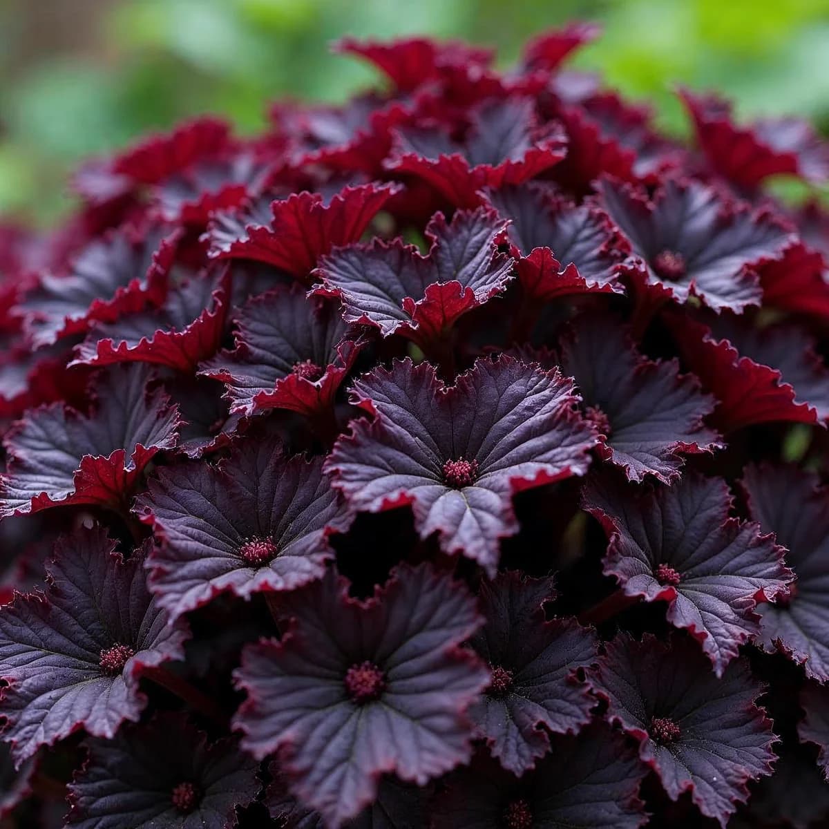 Heuchera North Exp Black