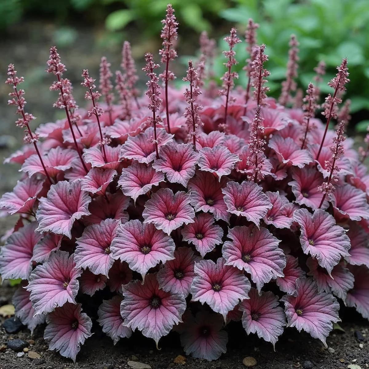 Heuchera North Exp Purple