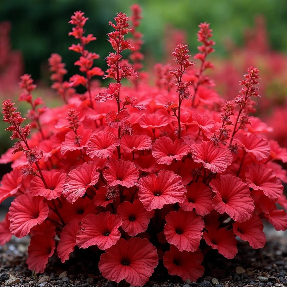 Heuchera North Exp Sienna