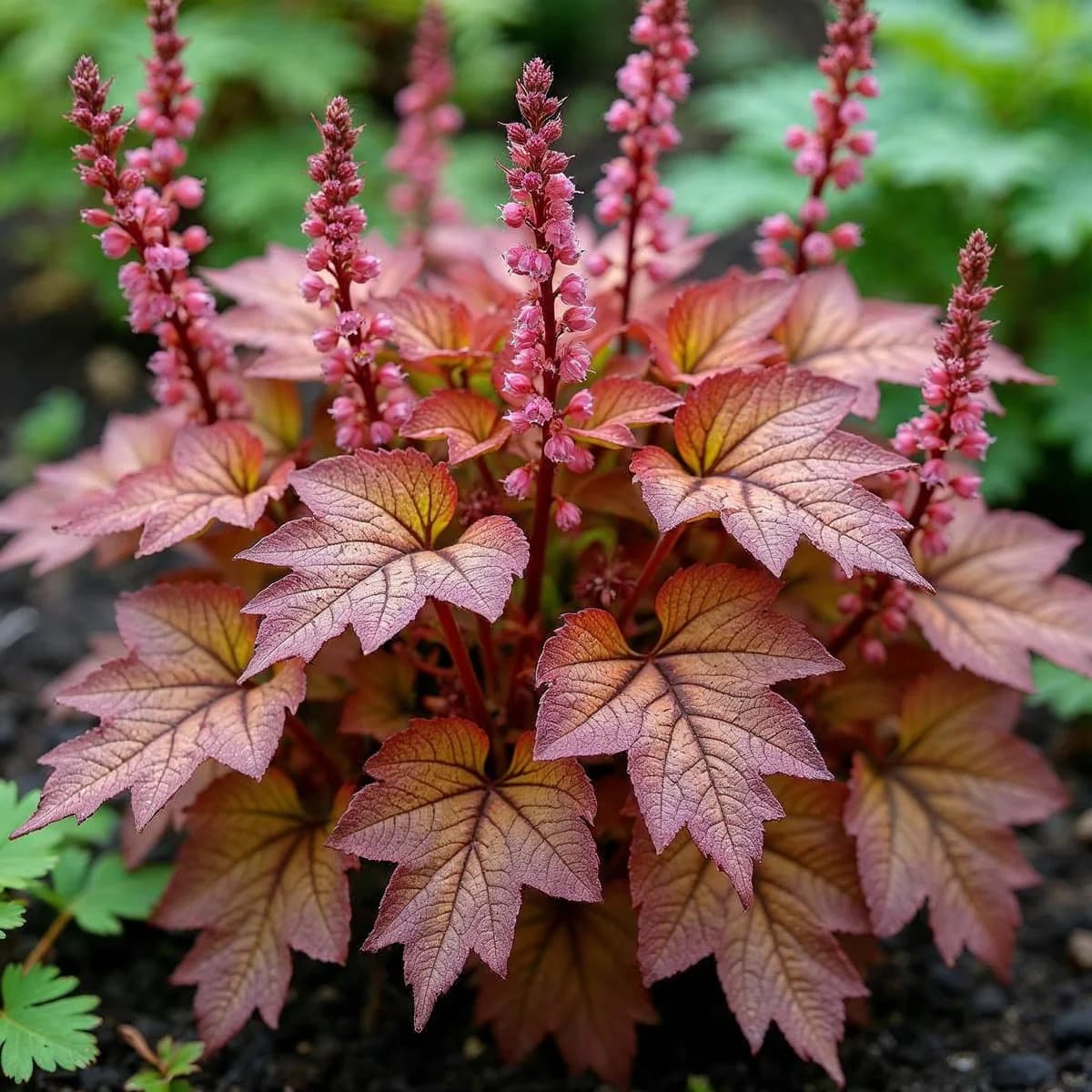 Heucherella Capture the Flg