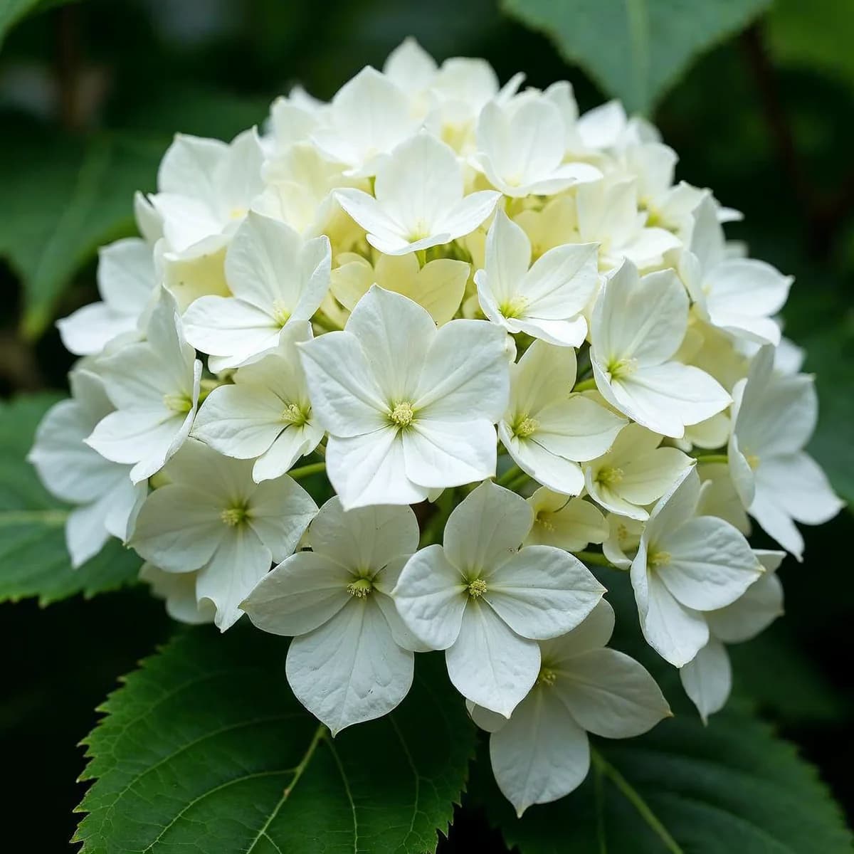 Hydrangea Invinc Limetta