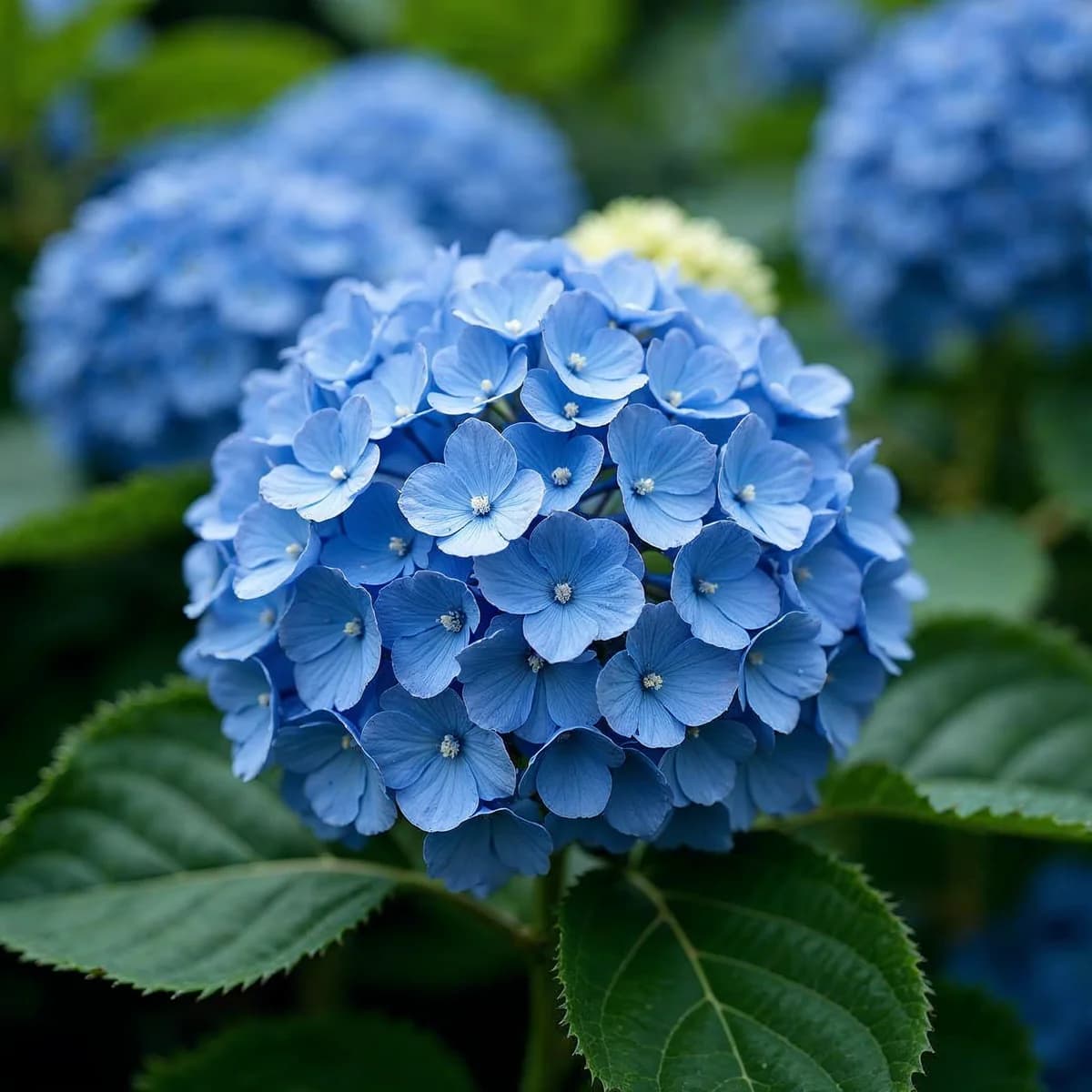 Hydrangea Ld Big Band