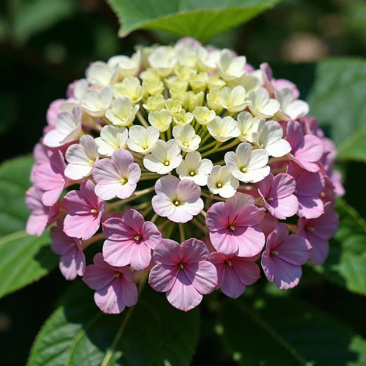 Hydrangea Vanilla Strawby