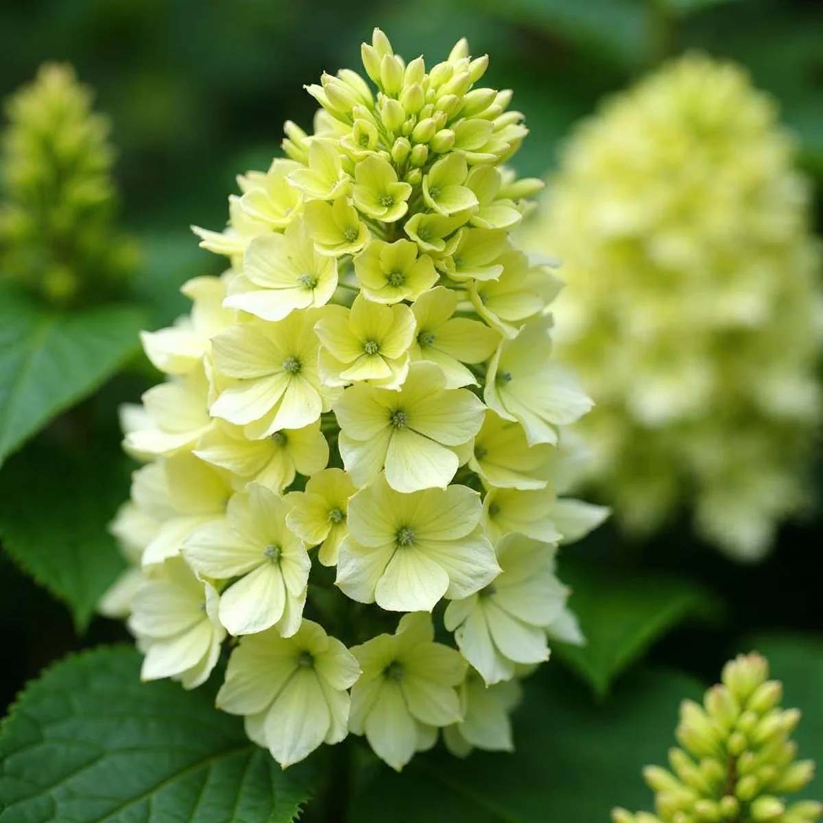 Hydrangea Great Star