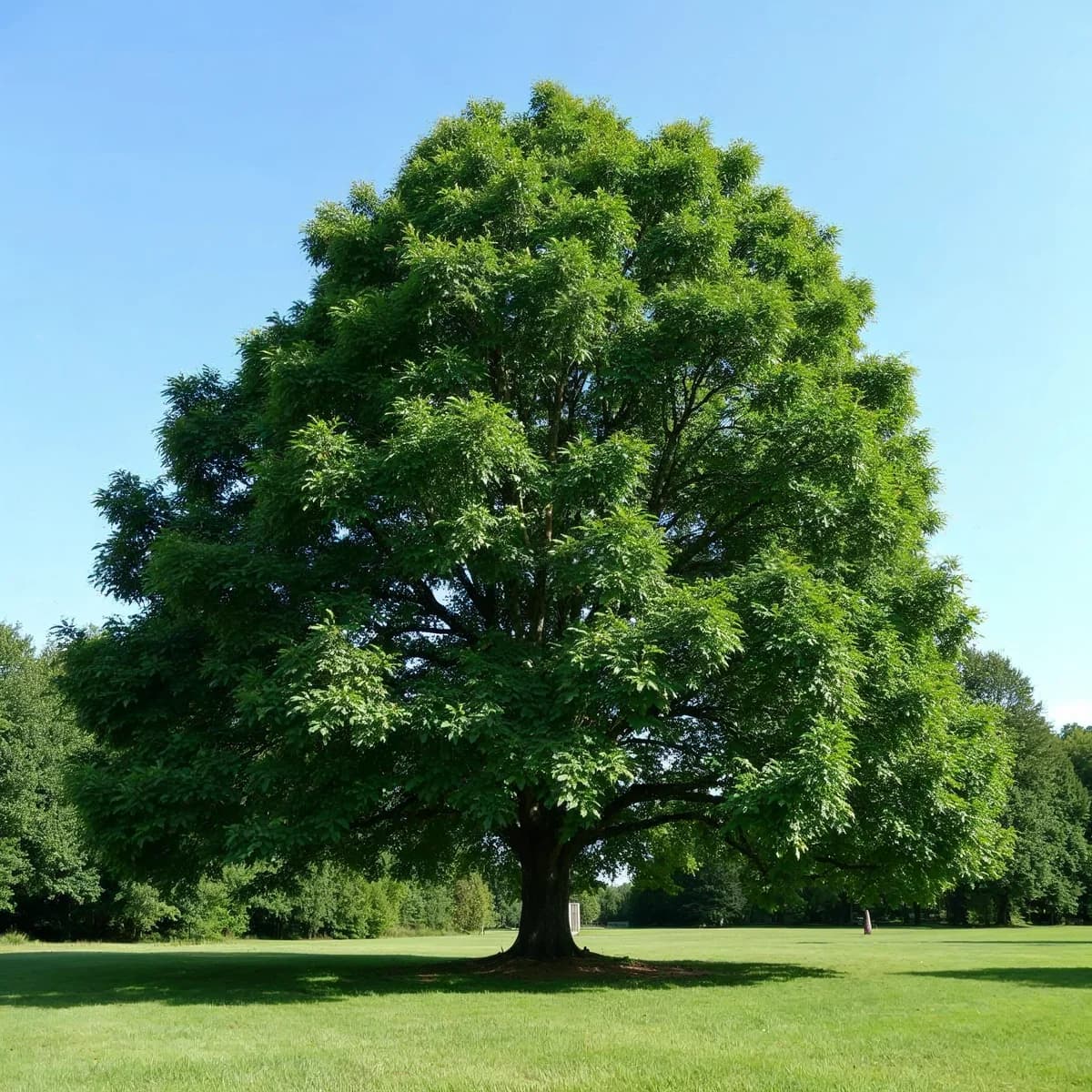 Pin Oak pyramidal shade tree