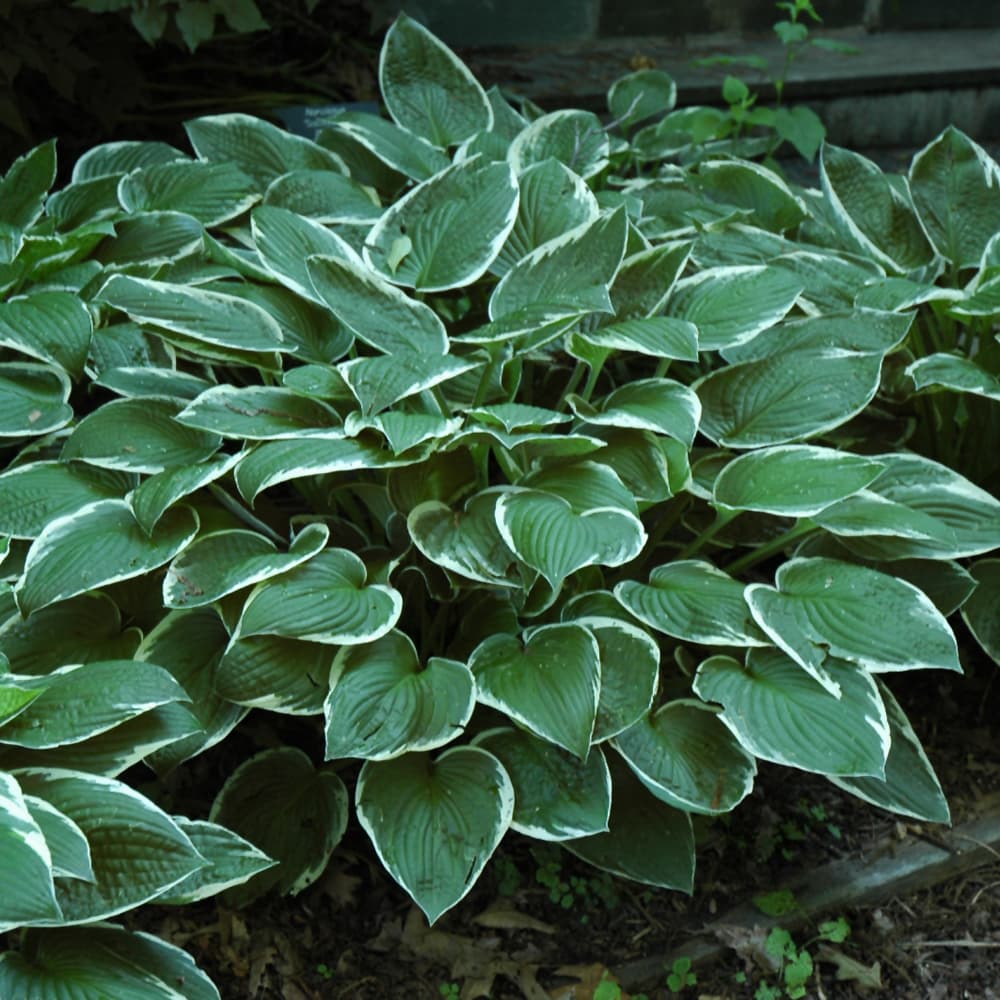 Hosta Francee