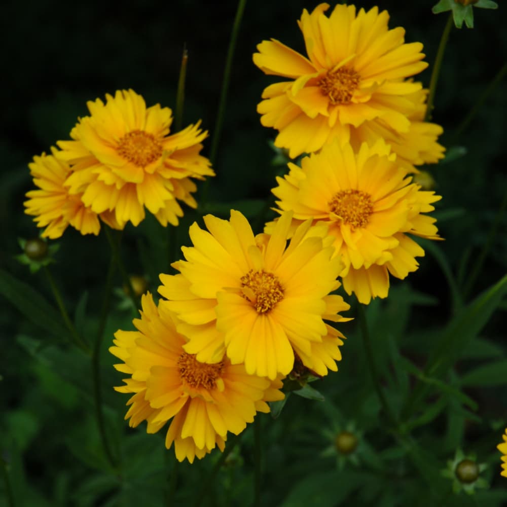 NetPS Plant Finder (www.netpsplantfinder.com)
