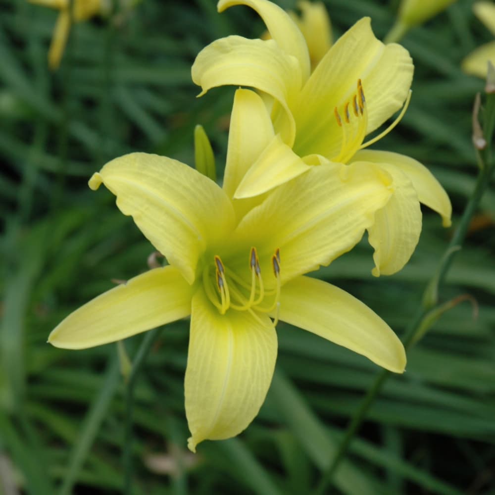 NetPS Plant Finder (www.netpsplantfinder.com)