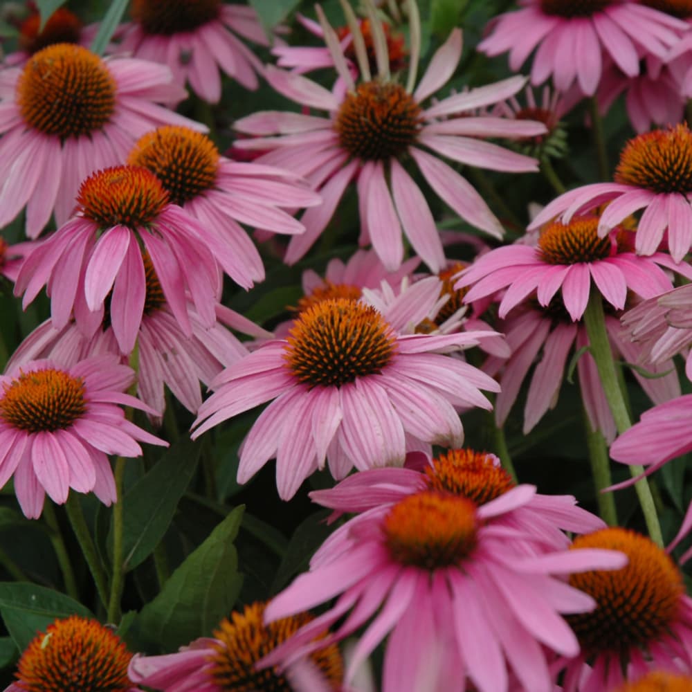 Echinacea Magnus