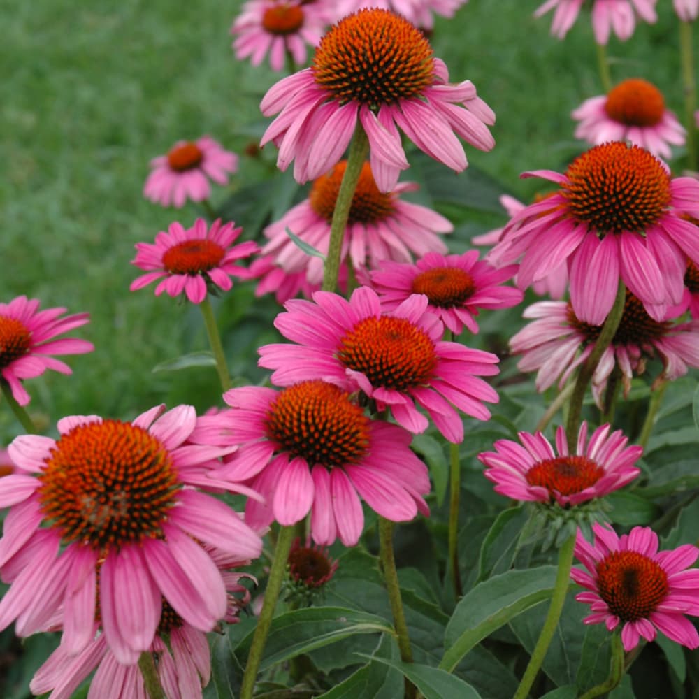 NetPS Plant Finder (www.netpsplantfinder.com)