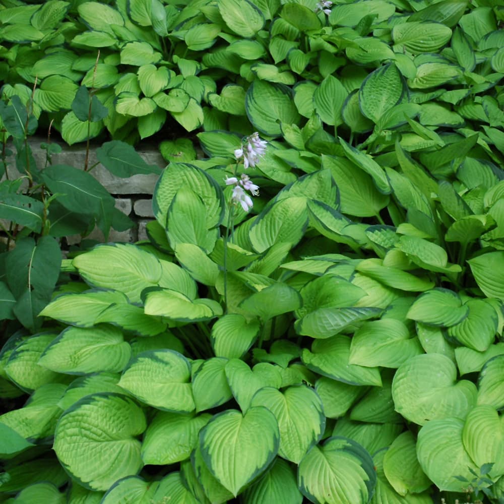 NetPS Plant Finder (www.netpsplantfinder.com)