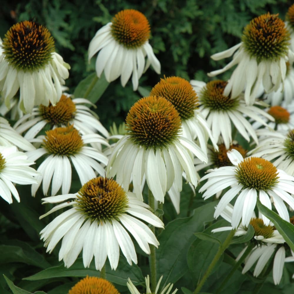 NetPS Plant Finder (www.netpsplantfinder.com)