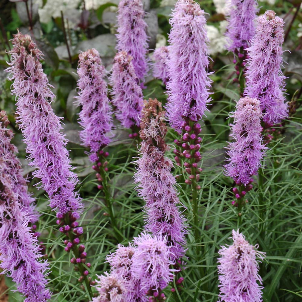 NetPS Plant Finder (www.netpsplantfinder.com)