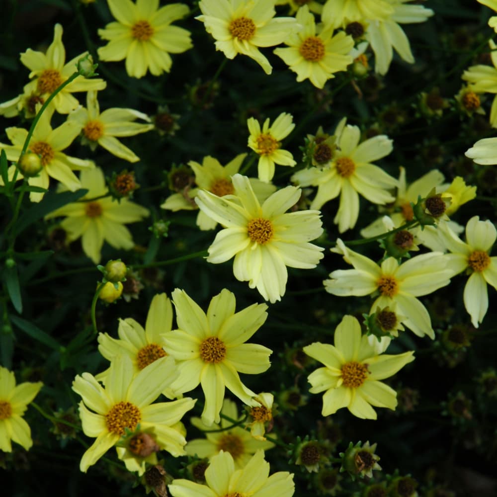 NetPS Plant Finder (www.netpsplantfinder.com)