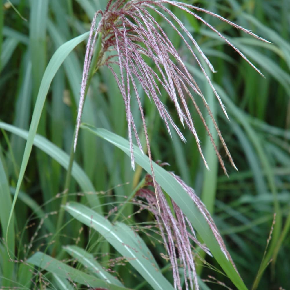 NetPS Plant Finder (www.netpsplantfinder.com)