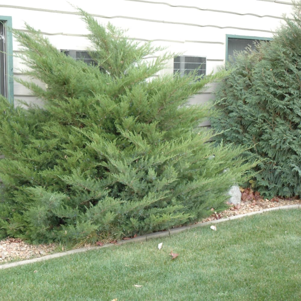 NetPS Plant Finder (www.netpsplantfinder.com)