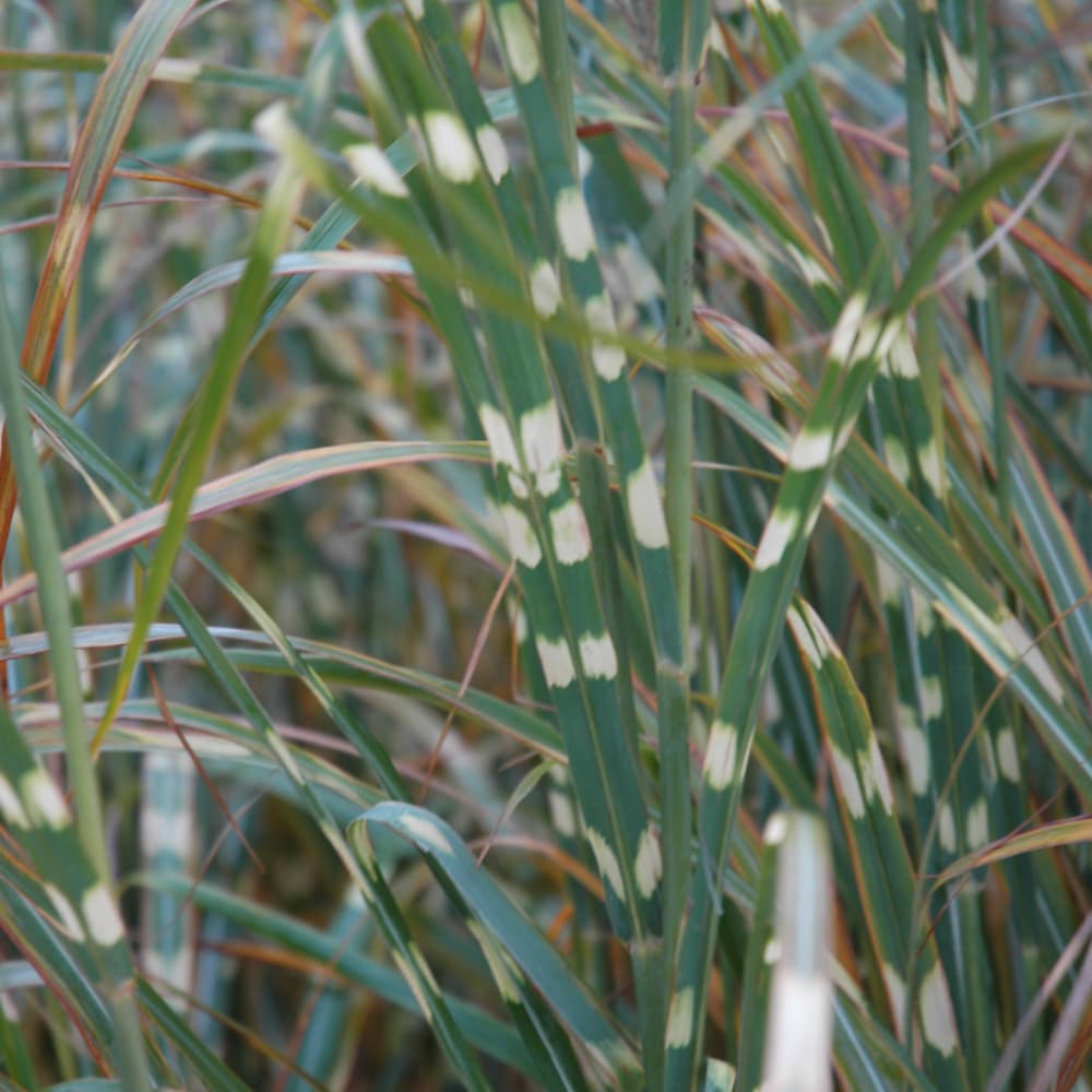 NetPS Plant Finder (www.netpsplantfinder.com)