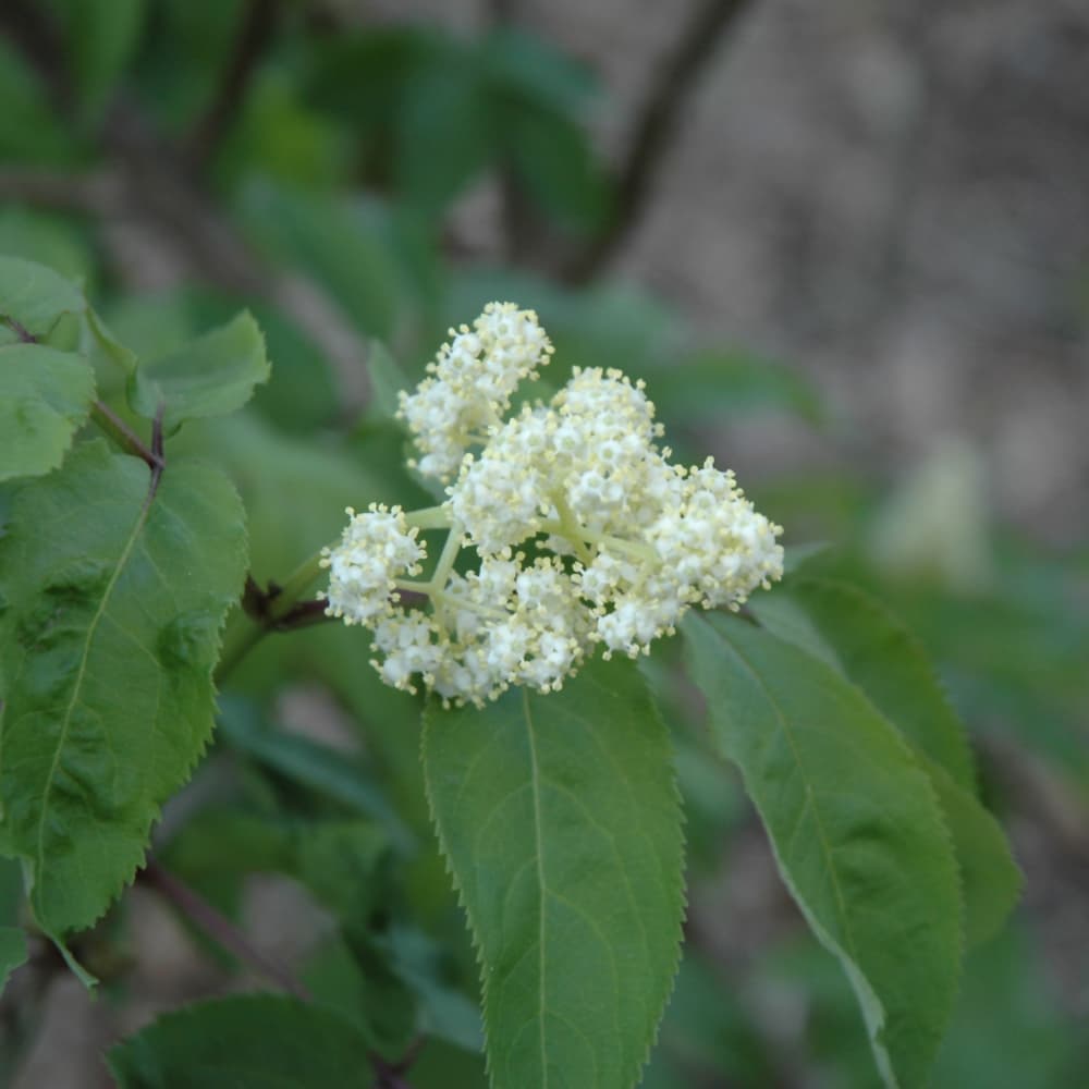 NetPS Plant Finder (www.netpsplantfinder.com)