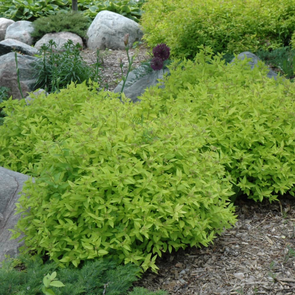 NetPS Plant Finder (www.netpsplantfinder.com)