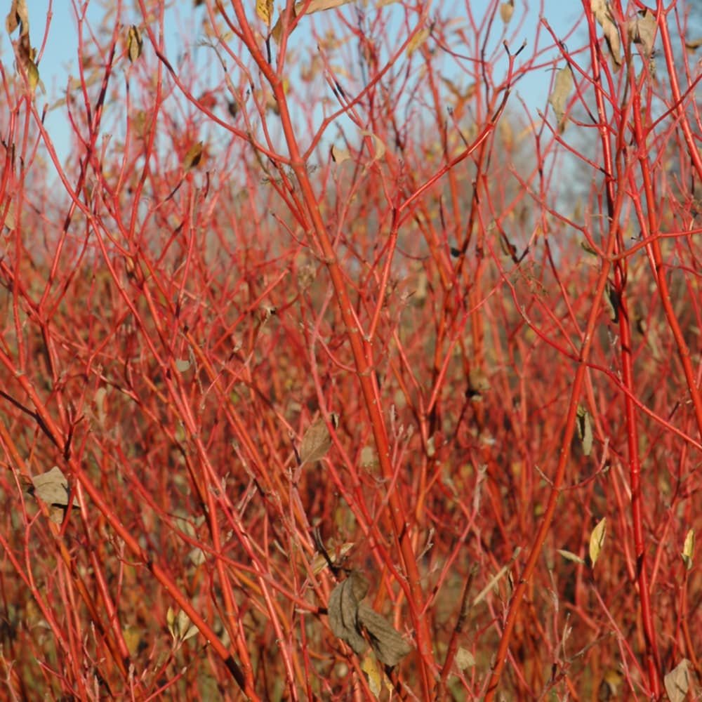 NetPS Plant Finder (www.netpsplantfinder.com)