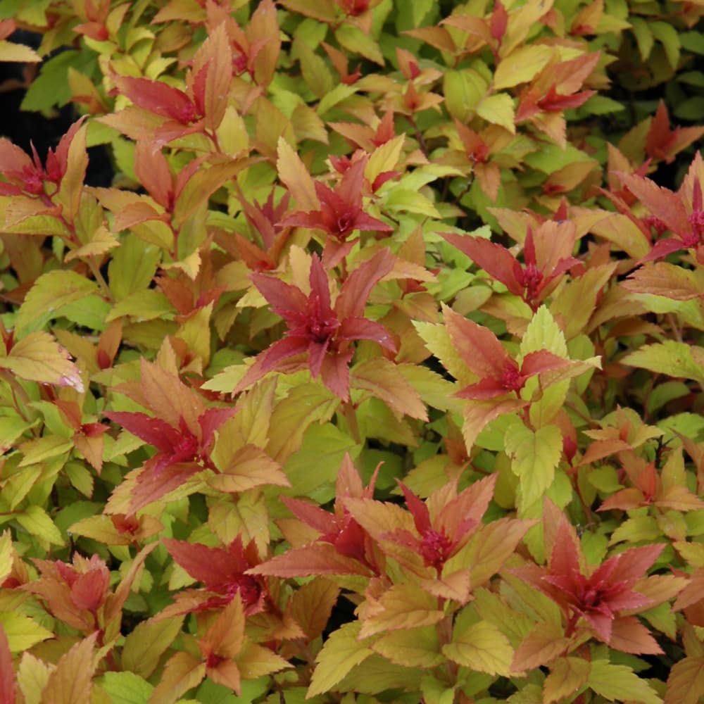 NetPS Plant Finder (www.netpsplantfinder.com)